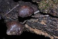 Thumbnail image of current specimen