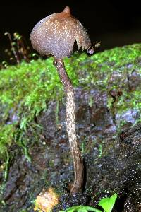 Thumbnail image of current specimen