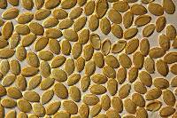 Psilocybe cyanescens image