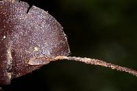 Thumbnail image of current specimen