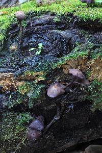 Thumbnail image of current specimen
