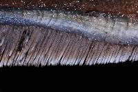 Hydnellum caeruleum image