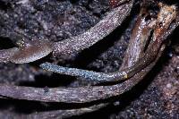 Thumbnail image of current specimen