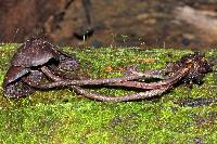 Thumbnail image of current specimen
