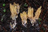 Ramaria stricta image
