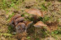 Psilocybe muliercula image