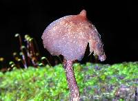 Thumbnail image of current specimen