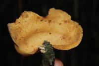 Mycobonia flava image