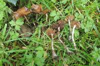 Psilocybe cyanescens image