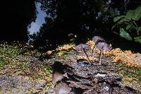 Thumbnail image of current specimen