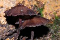 Thumbnail image of current specimen