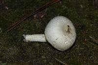 Hygrophorus chrysodon image