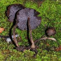 Thumbnail image of current specimen