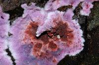 Hypochnella violacea image