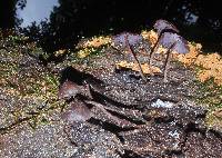 Thumbnail image of current specimen
