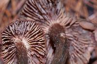 Thumbnail image of current specimen