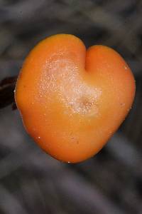 Psilocybe cyanescens image