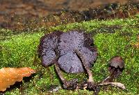 Thumbnail image of current specimen