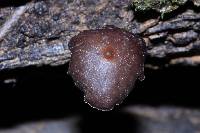 Thumbnail image of current specimen