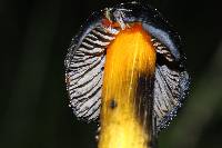 Hygrocybe conica image