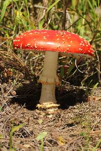 Amanita muscaria image