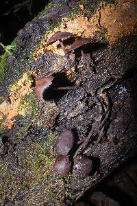 Thumbnail image of current specimen