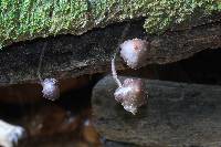 Thumbnail image of current specimen