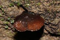 Thumbnail image of current specimen