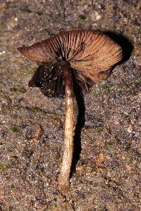 Thumbnail image of current specimen