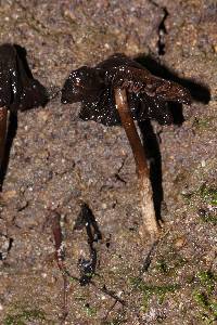 Thumbnail image of current specimen