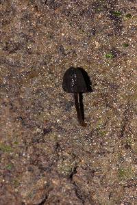 Thumbnail image of current specimen