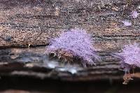 Hypochnella violacea image