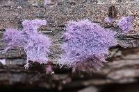 Hypochnella violacea image