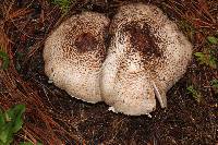 Agaricus subrutilescens image