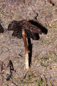 Thumbnail image of current specimen