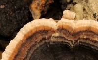 Trametes versicolor image
