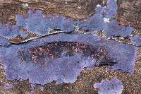 Hypochnella violacea image