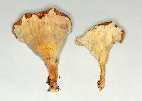 Cymatoderma caperatum image