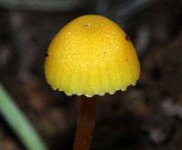 Hygrocybe parvula image