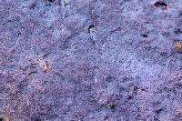 Hypochnella violacea image