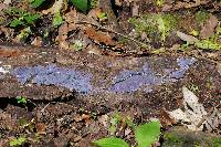 Hypochnella violacea image