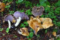 Media resource of Tricholosporum porphyrophyllum