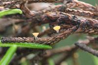 Media resource of Pithya cupressi