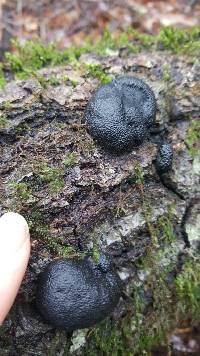 Annulohypoxylon thouarsianum image