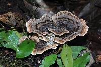 Trametes versicolor image