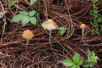 Thumbnail image of current specimen