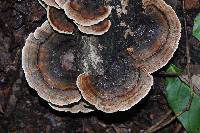 Trametes versicolor image