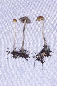 Thumbnail image of current specimen