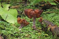 Gyromitra infula image
