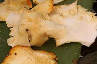 Pleurotus opuntiae image